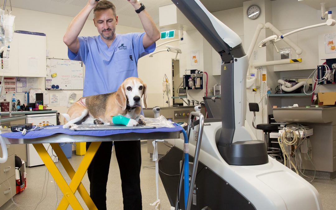 Where does it hurt, Rover? Adelaide invention revolutionises veterinary x-rays